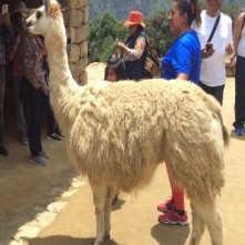 Machu Picchu - Llamas roam free on the grounds (Traveltinerary)