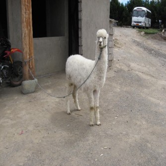 Quilotoa, Ecuador - Alpaca or Llama? Alpaca. (Traveltinerary)