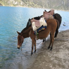 Quilotoa, Ecuador - Mules for ride uphill (Traveltinerary)
