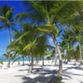 Spring - Coconut Trees (Traveltinerary)