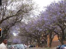 Pretoria, South Africa - Blooming Jacaranda Trees (Traveltineraries)